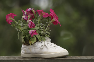 flower in a shoe